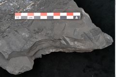 Foto (Detailansicht) von Odontopteris minor Brongniart (NHMW-GEO-2024-0188-10722)
